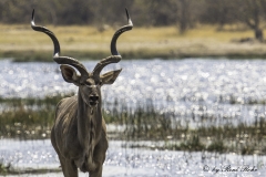 Wildtiere