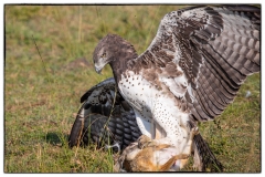 SW/ "Porträt" - Farbe/"Tieraufnahmen"