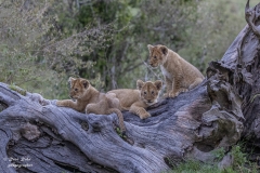 Kenia Masai Mara 2020