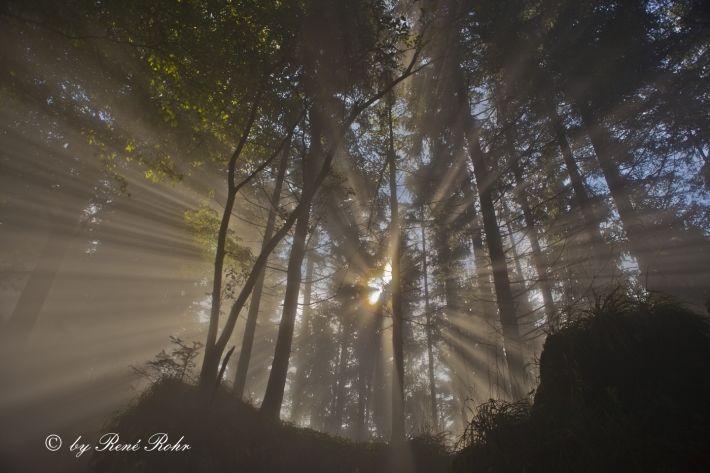 Sonnenstrahlen im Wald