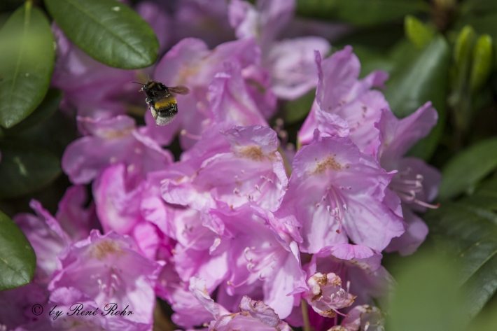 Azalee mit Hummel