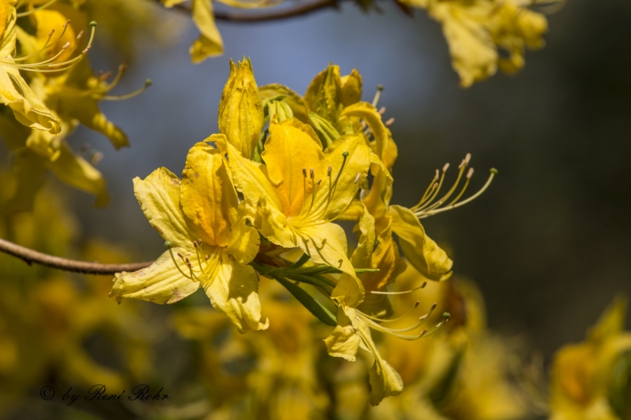 Azaleeblüte  gelb