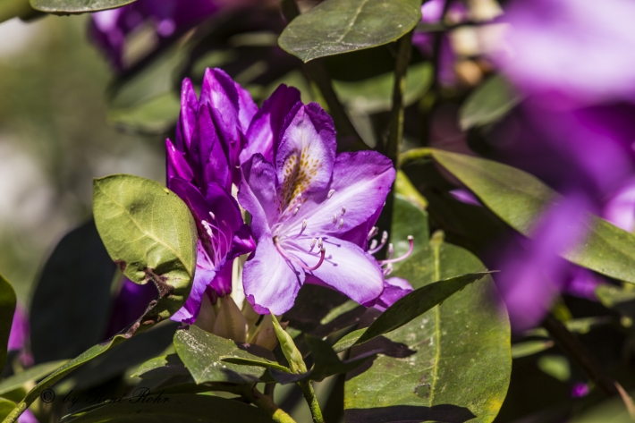 Azaleeblüte  lila