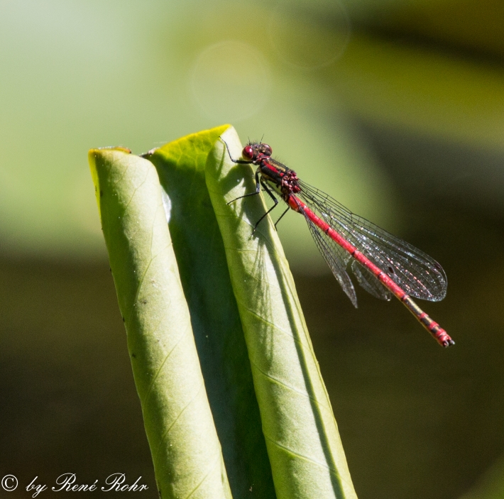 Blutrote Heidelibelle (Sympetrum sanguineum), 1