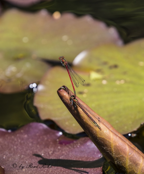 Blutrote Heidelibelle (Sympetrum sanguineum), Paarung