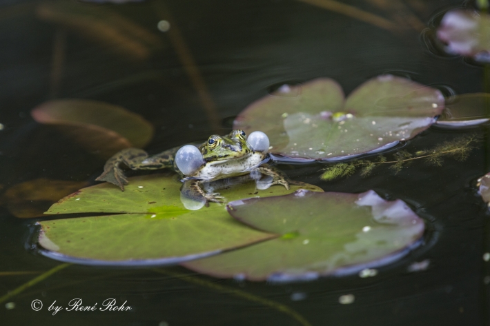 Frosch_2