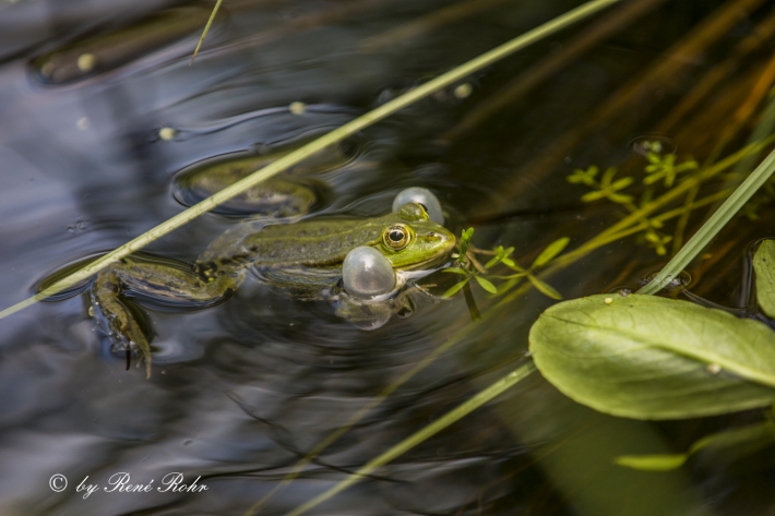 Frosch_6