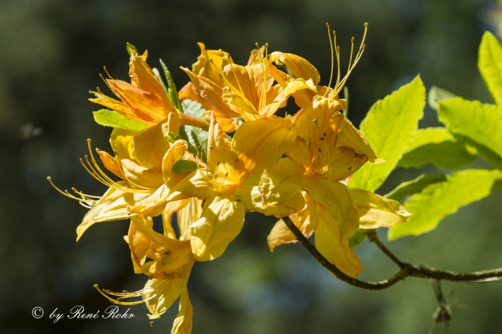 Garten Azalee gelb