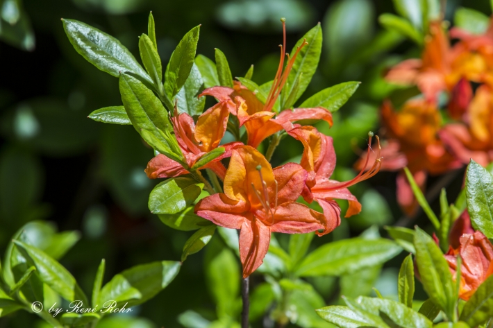 Garten Azalee rot