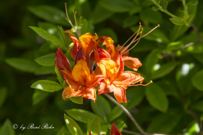 Garten Azalee rot_2