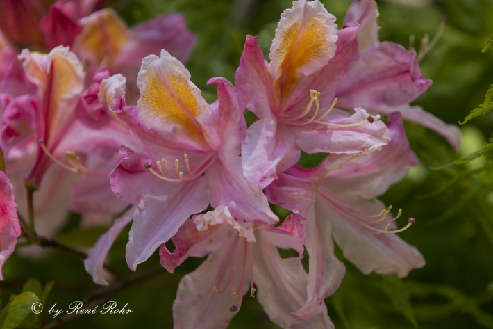 Garten Azalee