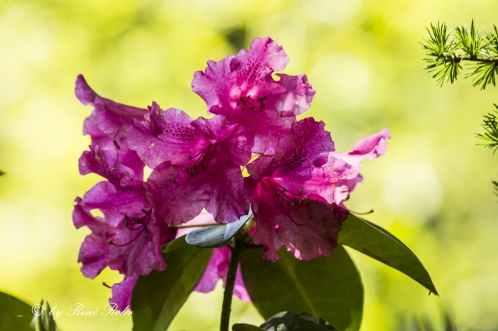Rhododendron