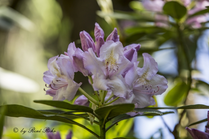 Rododendrenblüte  lila_2