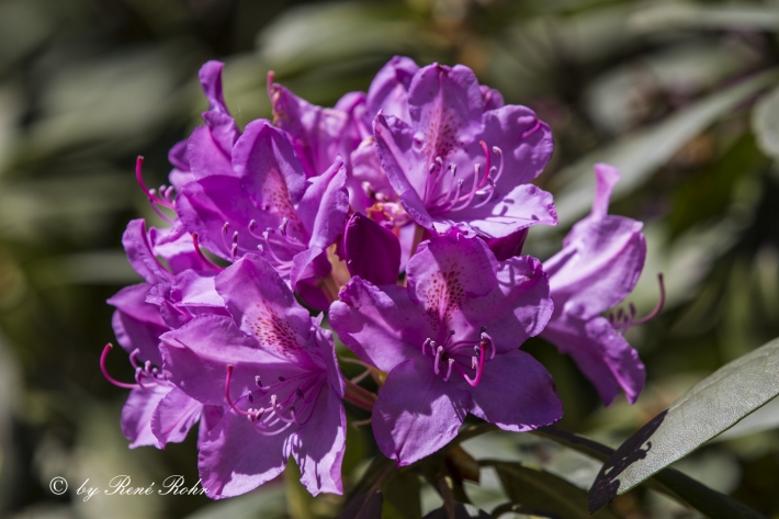 Rododendron lila