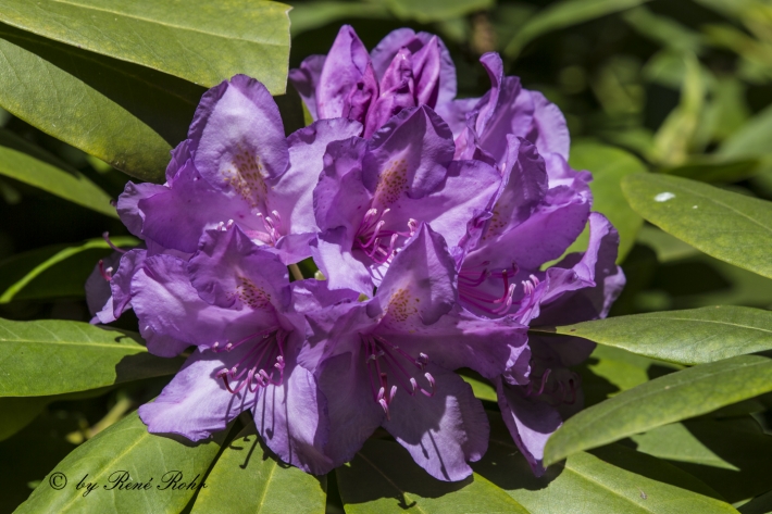 Rododendron violett