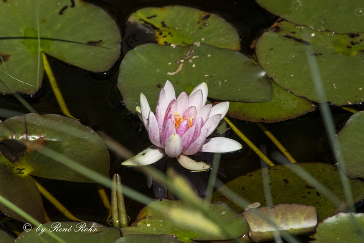 Seerose_3
