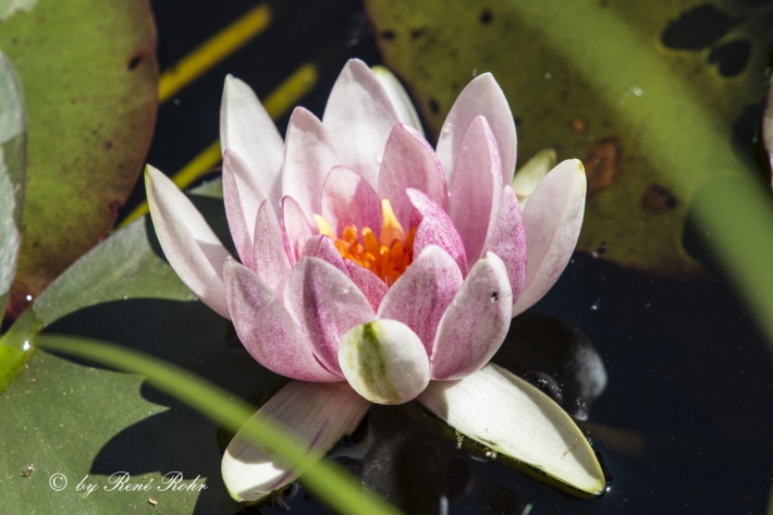 Seerose_4