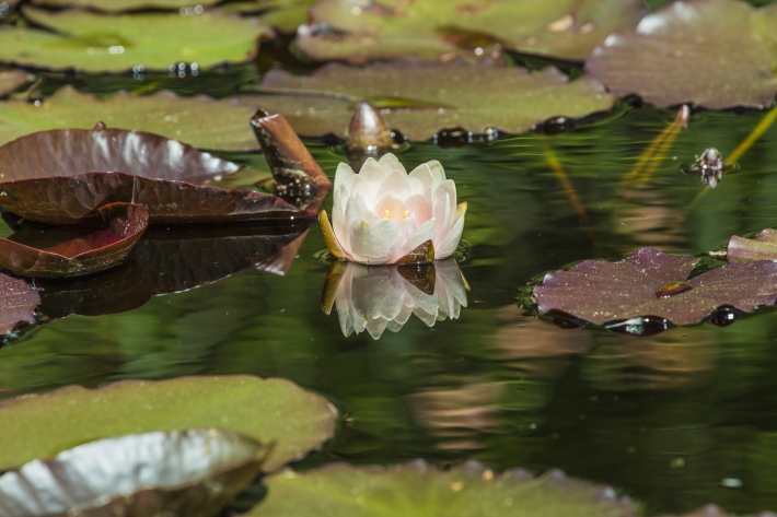 Seerose