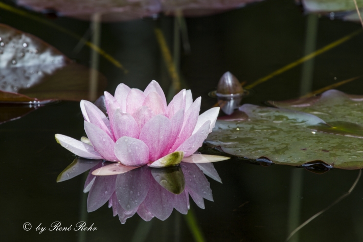 Seerose_7