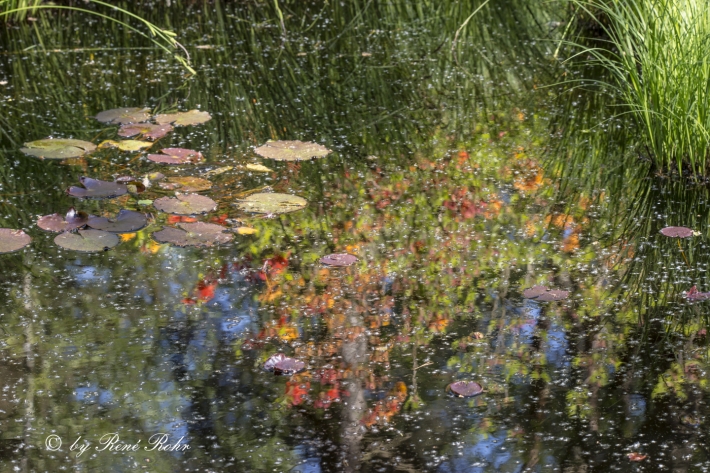 Spiegelung im Wasser