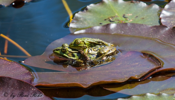 Teichfrosch (Pelophylax „esculentus“)Paarung_8