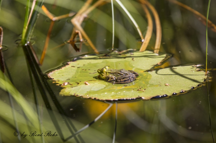 Teichfrosch (Pelophylax „esculentus“)_10