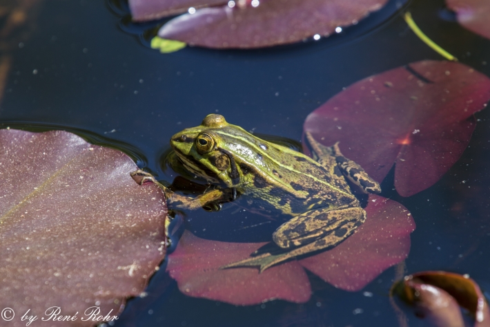 Teichfrosch (Pelophylax „esculentus“)