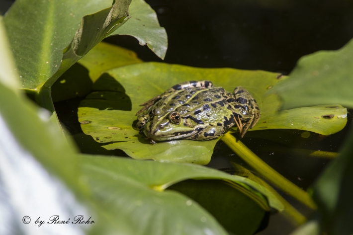 Teichfrosch (Pelophylax „esculentus“)_6