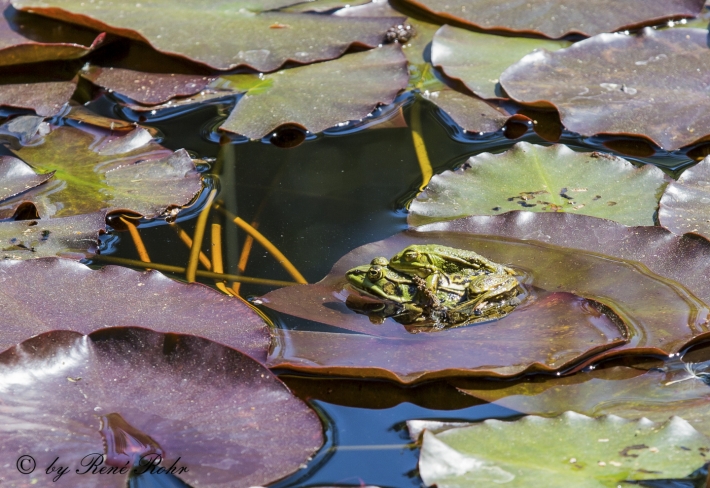 Teichfrosch (Pelophylax „esculentus“)_7