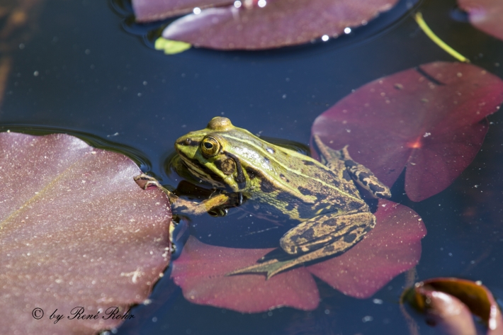 Teichfrosch (Pelophylax „esculentus“)m- auf Seerosenblatt