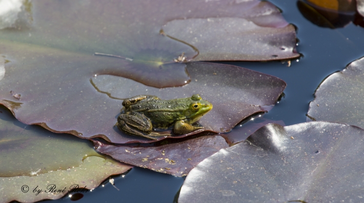 Teichfrosch (Pelophylax „esculentus“)m