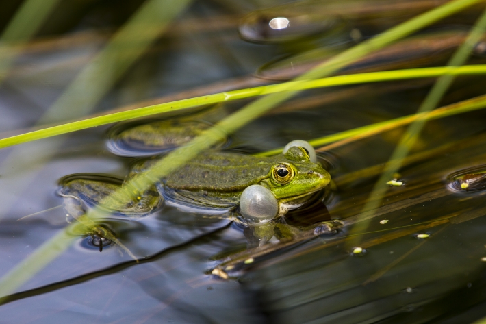 Teichfrosch beim blasen-2