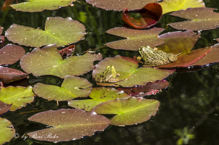 Teichfrosch m-w
