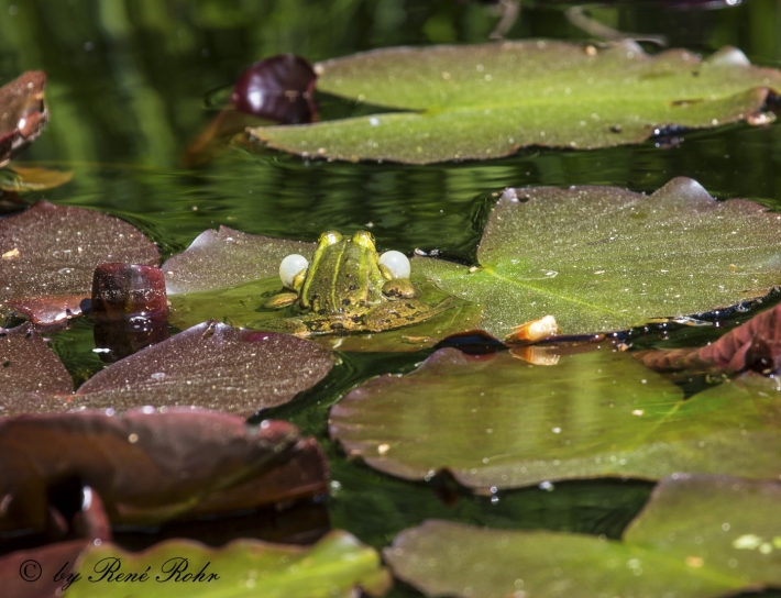 Teichfrosch mit Schallblasen
