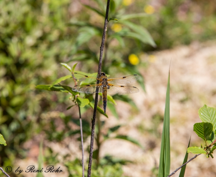 Vierfleck (Libellula quadrimaculata)_1