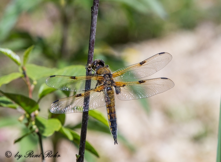 Vierfleck (Libellula quadrimaculata),hp_4