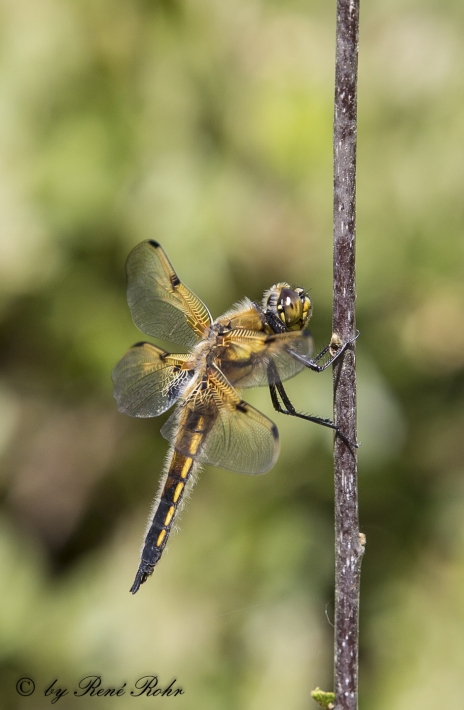 Vierfleck (Libellula quadrimaculata),hp_6