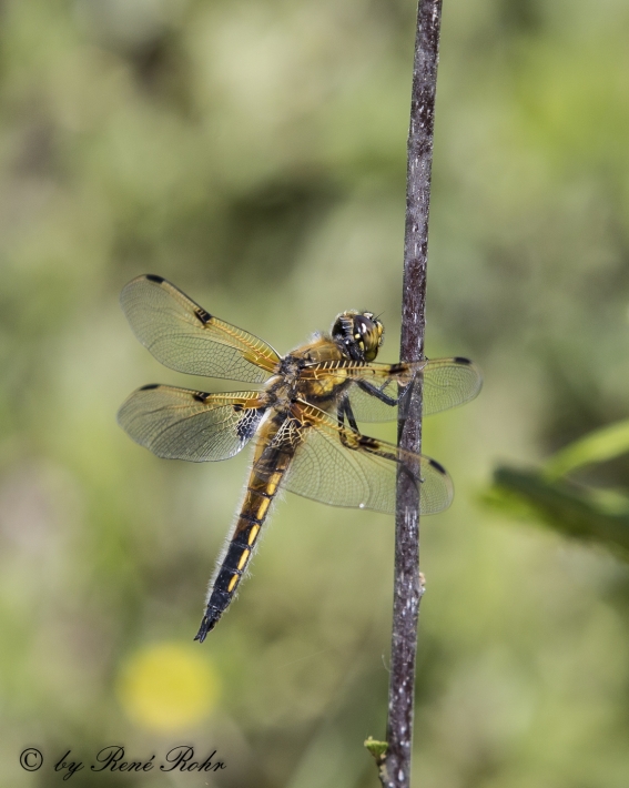 Vierfleck (Libellula quadrimaculata),hp_7