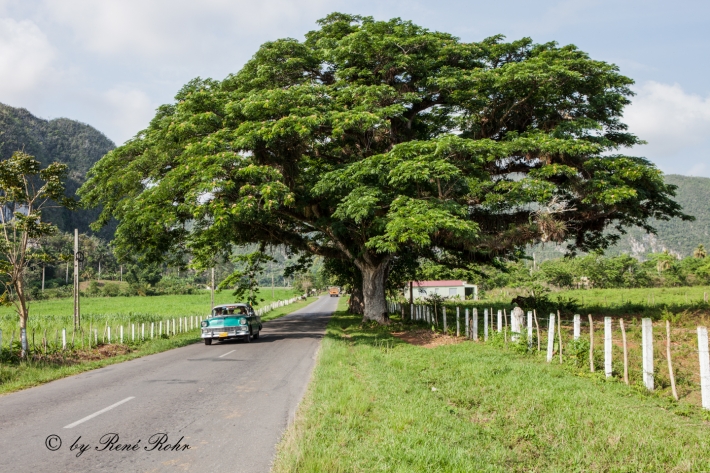 Valle de Viñales - Baumwelt