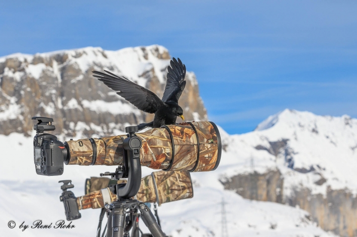 Alpendohle auf Nikon