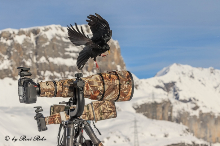 Alpendohle im Anflug