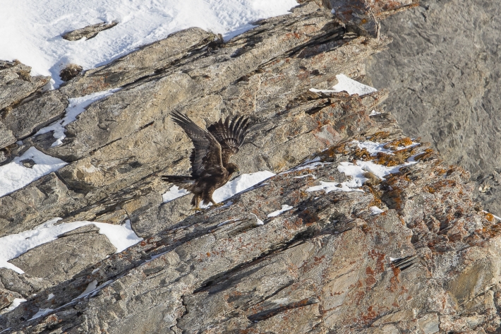 Steinadler 1