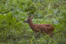 Mein Sommerbock_2
