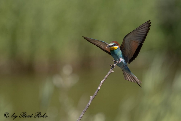 Bienenfresser-Merops apiaster-9Z9A9381 (14)