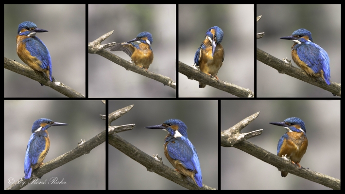 Collage Eisvögel