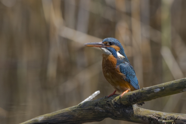 Eisvogel w Aufmerksam