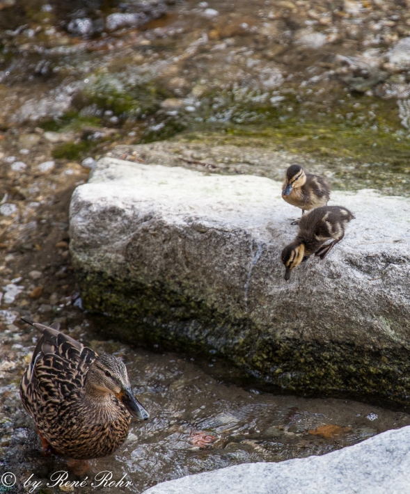 Ente mit Jungen_6