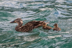 Enten am Lago Maggiore