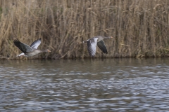 Flachsee & Klingnauer Stausee Januar 2015