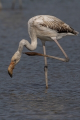 Flamingo's & andere Wasservögel am Klingnauer Stausee 09.2025